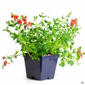 Diascia 4 inch