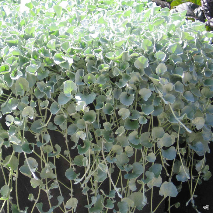 Dichondra 'Silver Falls'