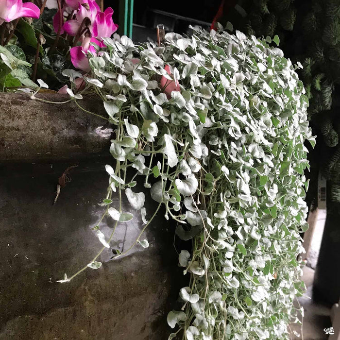 Dichondra 'Silver Falls'