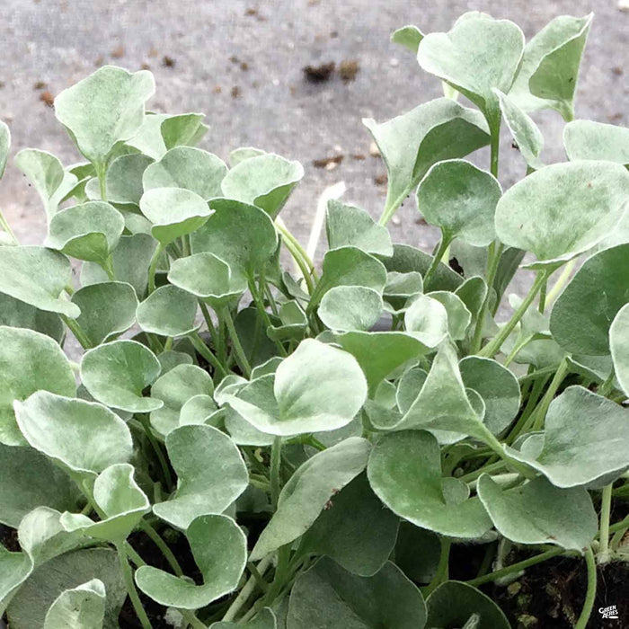 Dichondra 'Silver Falls'