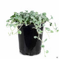 Dichondra 'Silver Falls' 1 quart