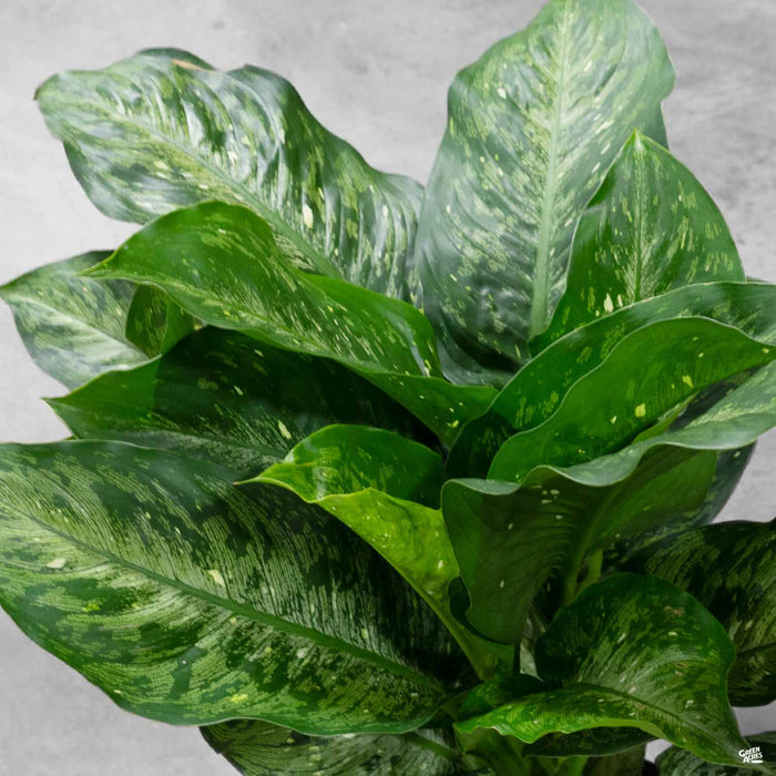 Dieffenbachia 'Snow'