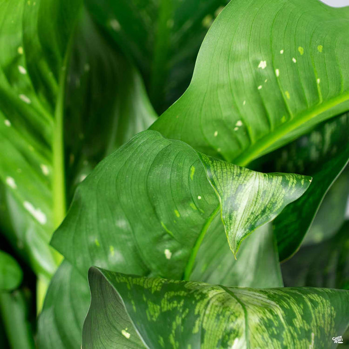 Dieffenbachia 'Snow'