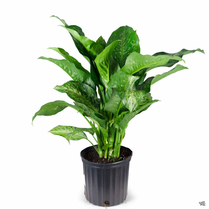 Dieffenbachia Snow 10 inch