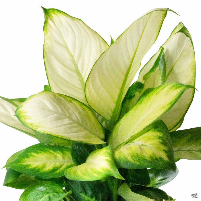 Dieffenbachia 'Tropic Marianne'