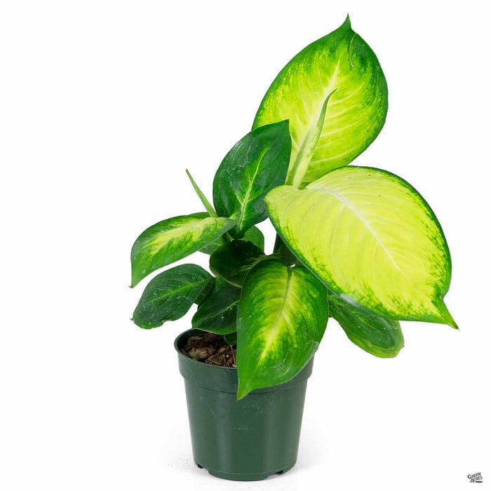 Dieffenbachia 'Tropic Marianne' 4 inch