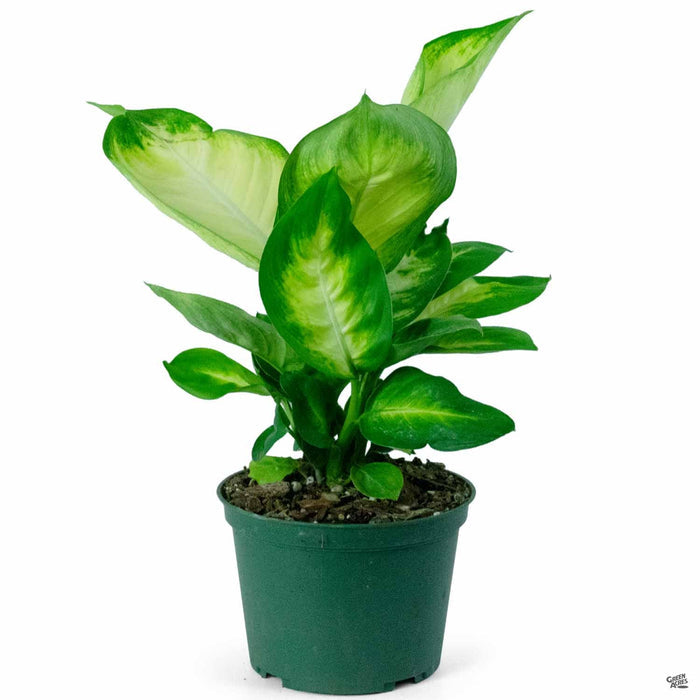 Dieffenbachia 'Tropic Marianne' 6 inch