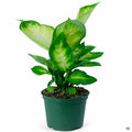 Dieffenbachia 'Tropic Marianne' 6 inch