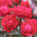 Double Knock Out Rose