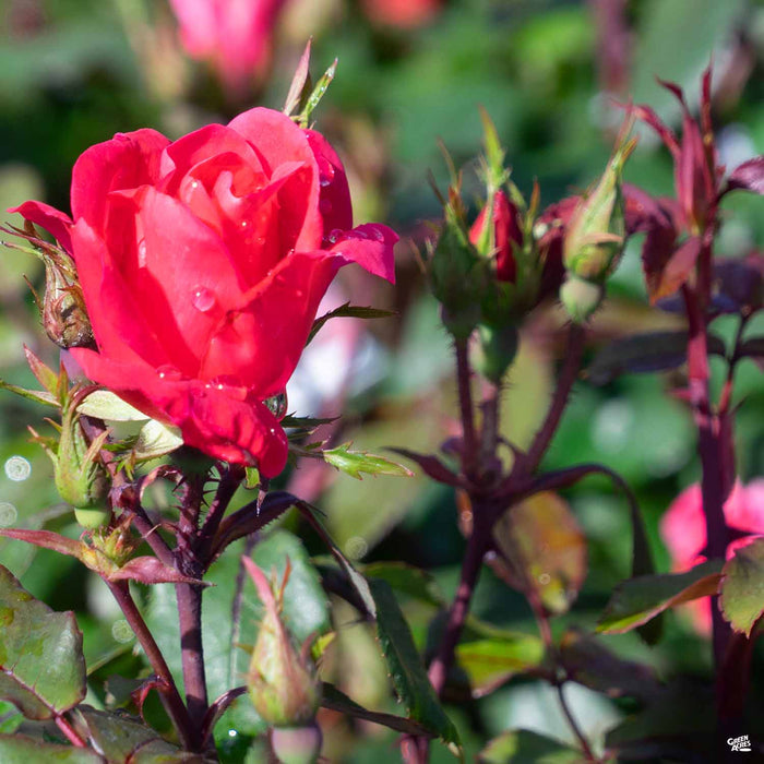 Red Double Knock Out Rose