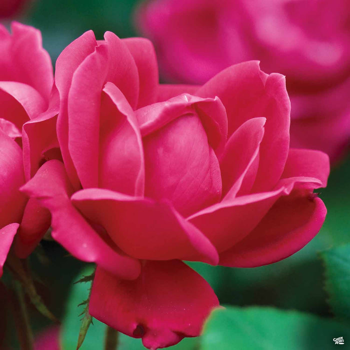 Red Double Knock Out Rose