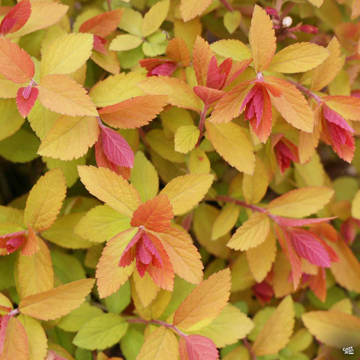 Double Play Big Bang Spirea