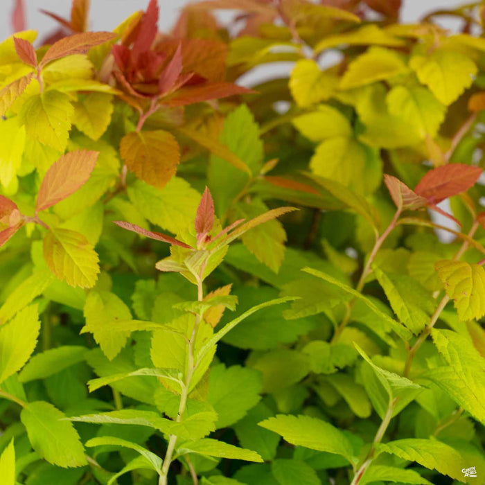Double Play Big Bang Spirea