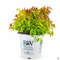 Double Play Big Bang Spirea 02T Proven Winners
