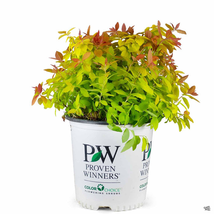 Double Play Big Bang Spirea 02T Proven Winners