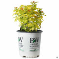 Double Play Candy Corn Spirea 02T