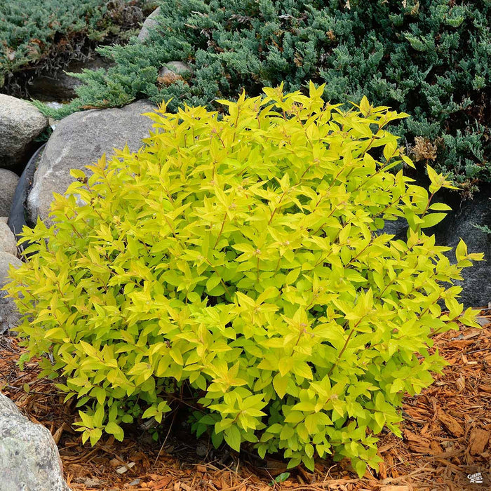 Double Play Gold Spiraea