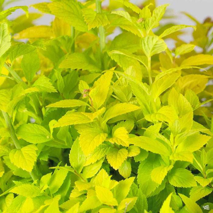 Double Play Gold Spiraea