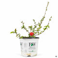 Double Take Orange Storm Flowering Quince 01T