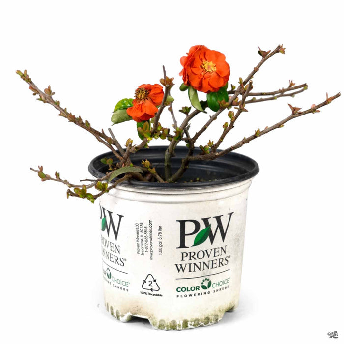Double Take Orange Storm Flowering Quince 01T