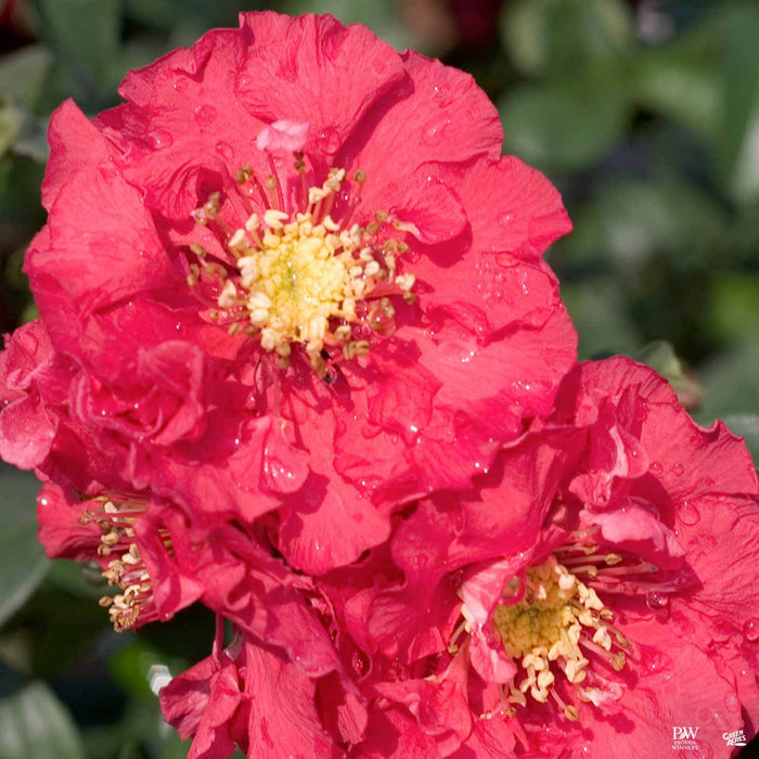 Double Take Pink Flowering Quince