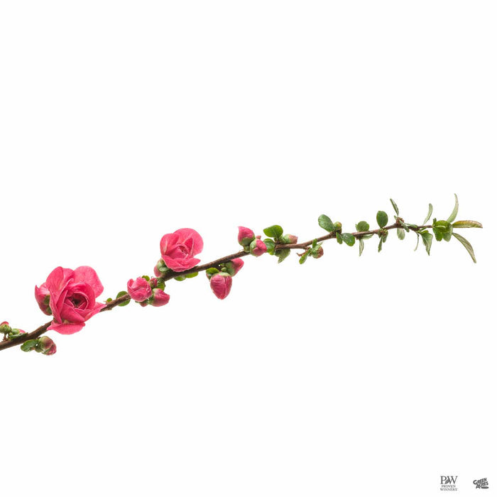 Double Take Pink Storm Flowering Quince