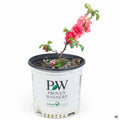 Double Take Pink Storm Flowering Quince 01T