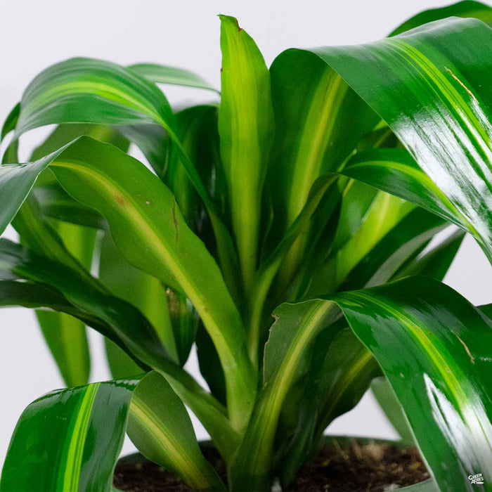 Dracaena 'Hawaiian Sunshine'