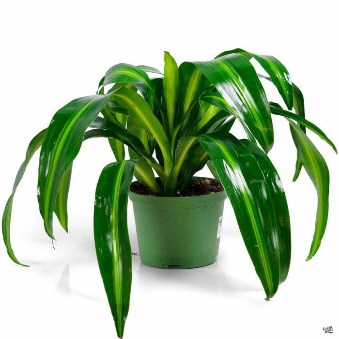 Dracaena 'Hawaiian Sunshine' 6 inch