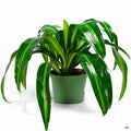 Dracaena 'Hawaiian Sunshine' 6 inch