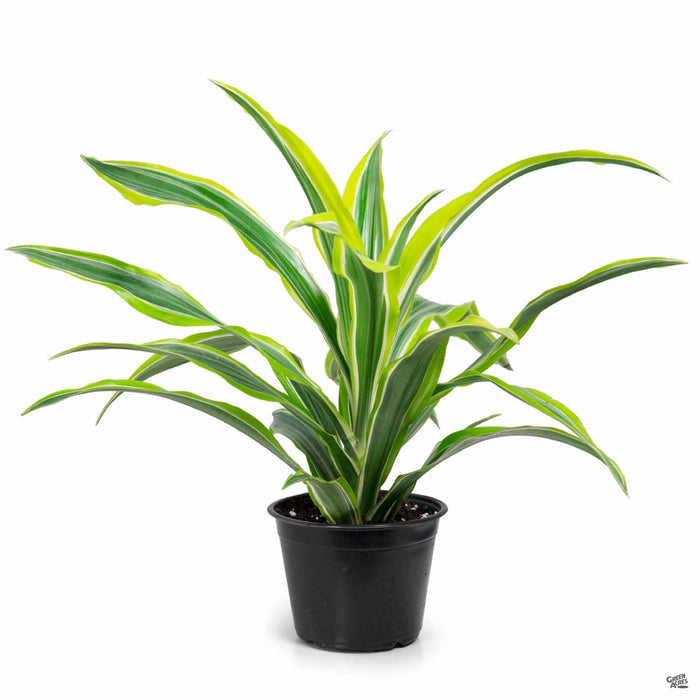 Dracaena 'Lemon Lime' 6 inch