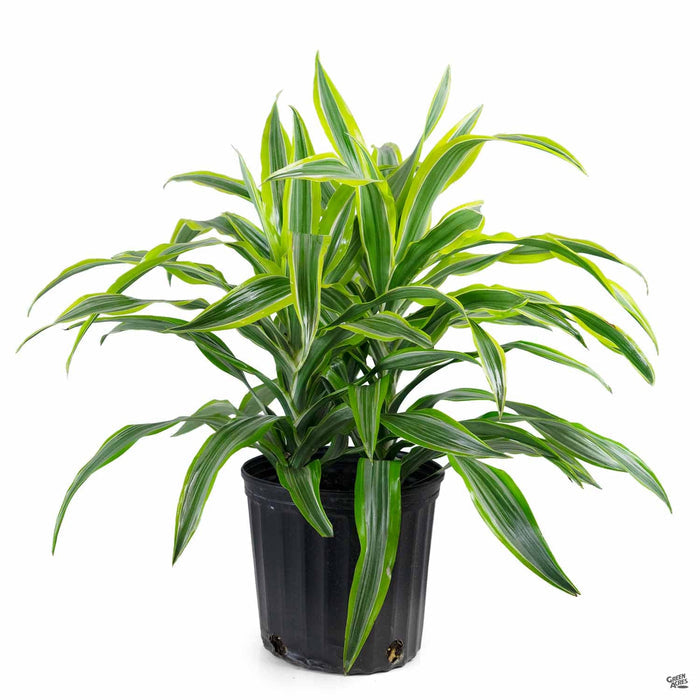 Dracaena 'Lemon Lime' 10 inch