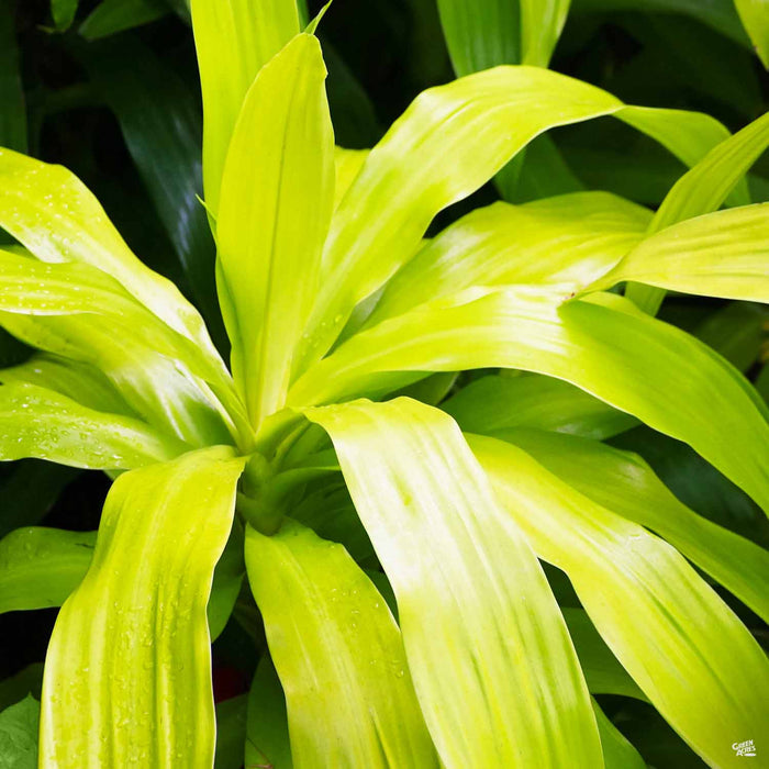 Dracaena Limelight