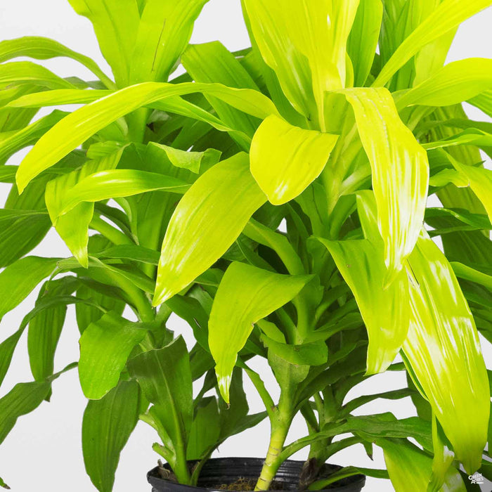 Dracaena Lime Light
