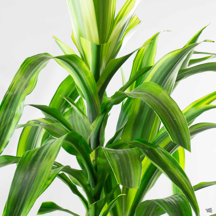Dracaena 'Mauna Kea'