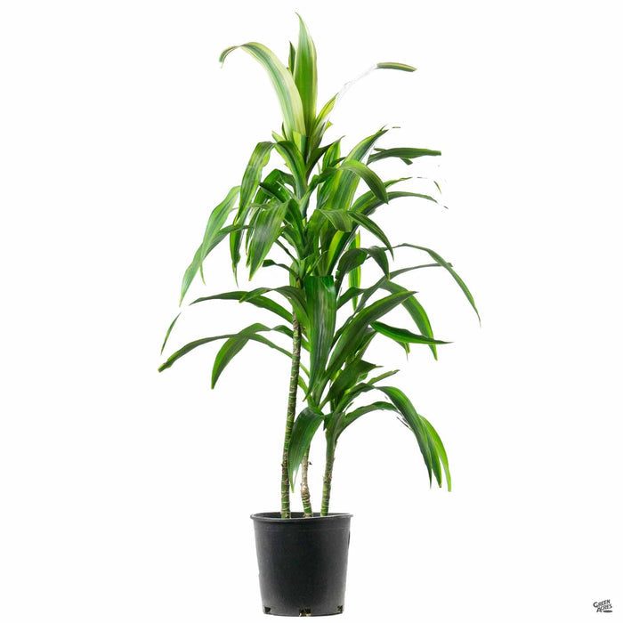 Dracaena 'Mauna Kea' 2 gallon
