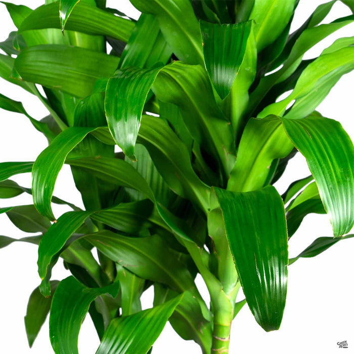 Dracaena 'Michiko'