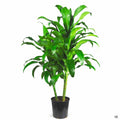 Dracaena 'Michiko' 2 gallon