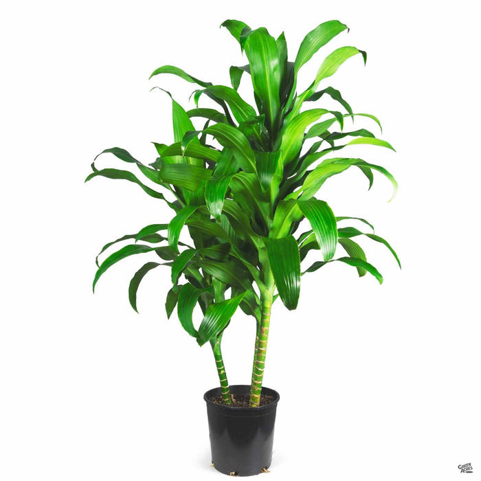 Dracaena 'Michiko' 2 gallon