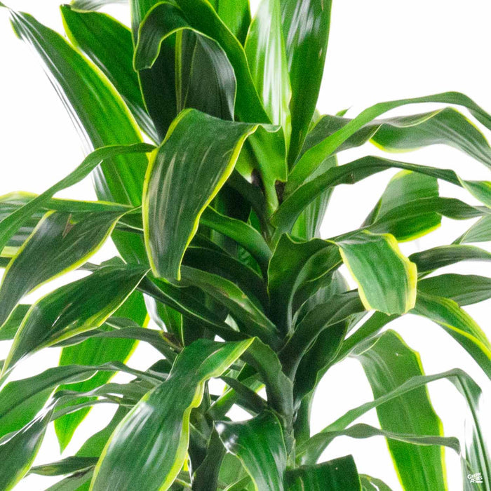 Dracaena 'Pele'