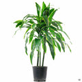Dracaena 'Pele' 2 gallon