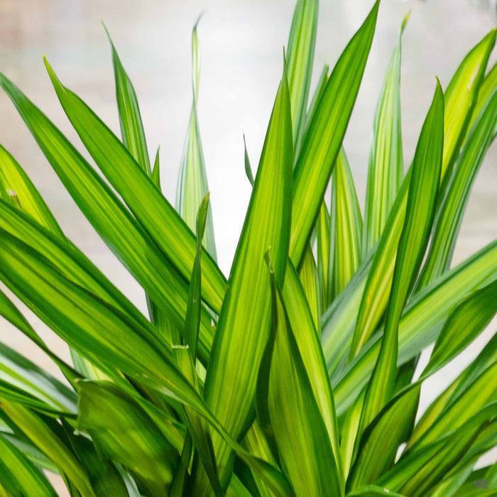 Dracaena Randy