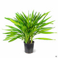 Dracaena Randy 2 gallon