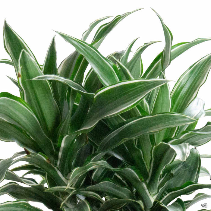 Dracaena warneckeii 'Compacta'