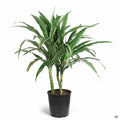 Dracaena warneckii Compacta 2 gallon