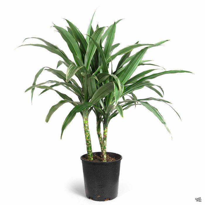 Dracaena warneckii Compacta 2 gallon