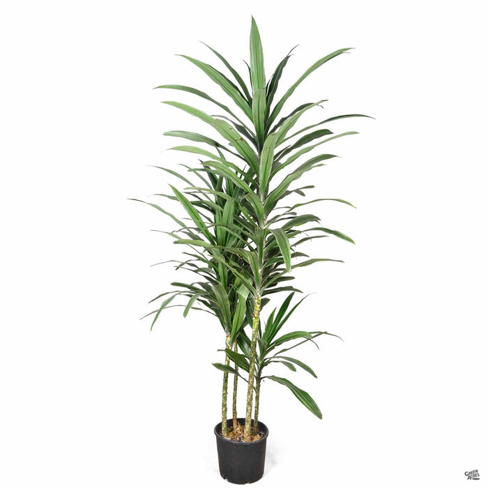 Dracaena warneckii 'Compacta' 3 gallon