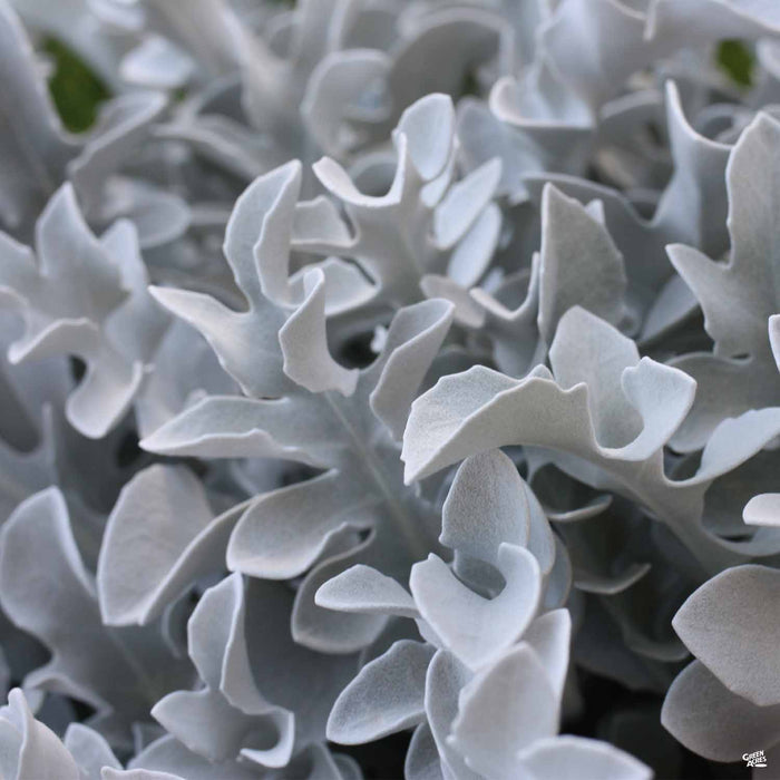 Snowflake Dusty Miller