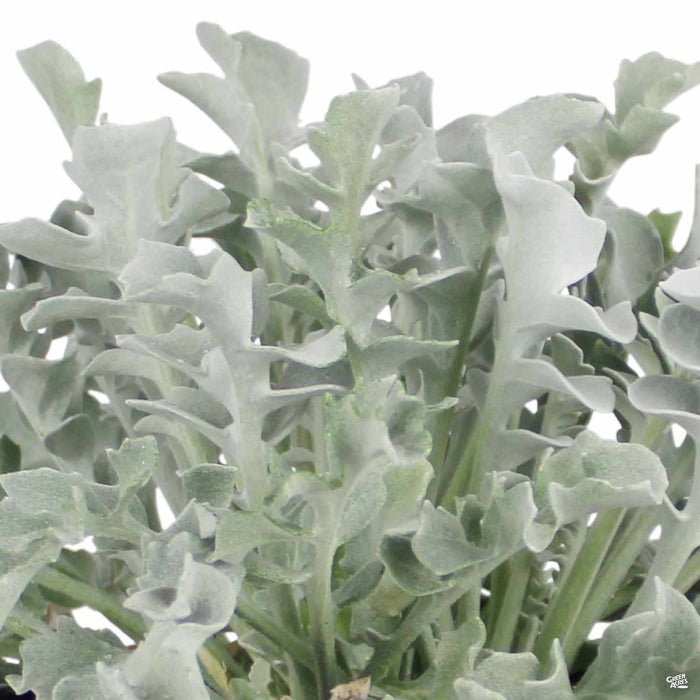 Snowflake Dusty Miller