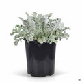 Snowflake Dusty Miller 1 gallon